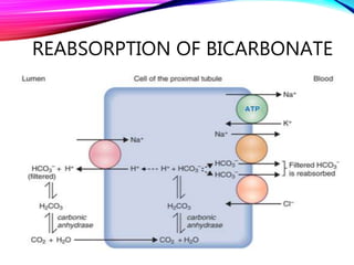 REABSORPTION OF BICARBONATE
 