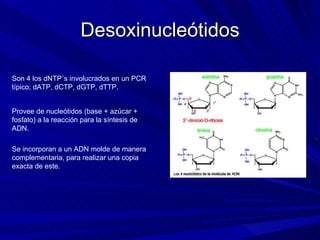 Desoxinucleótidos Son 4 los dNTP´s involucrados en un PCR típico; dATP, dCTP, dGTP, dTTP. Provee de nucleótidos (base + azúcar + fosfato) a la reacción para la síntesis de ADN. Se incorporan a un ADN molde de manera complementaria, para realizar una copia exacta de este. 