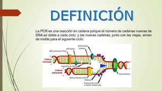 La PCR es una reacción en cadena porque el número de cadenas nuevas de
DNA se dobla a cada ciclo, y las nuevas cadenas, junto con las viejas, sirven
de molde para el siguiente ciclo.
 