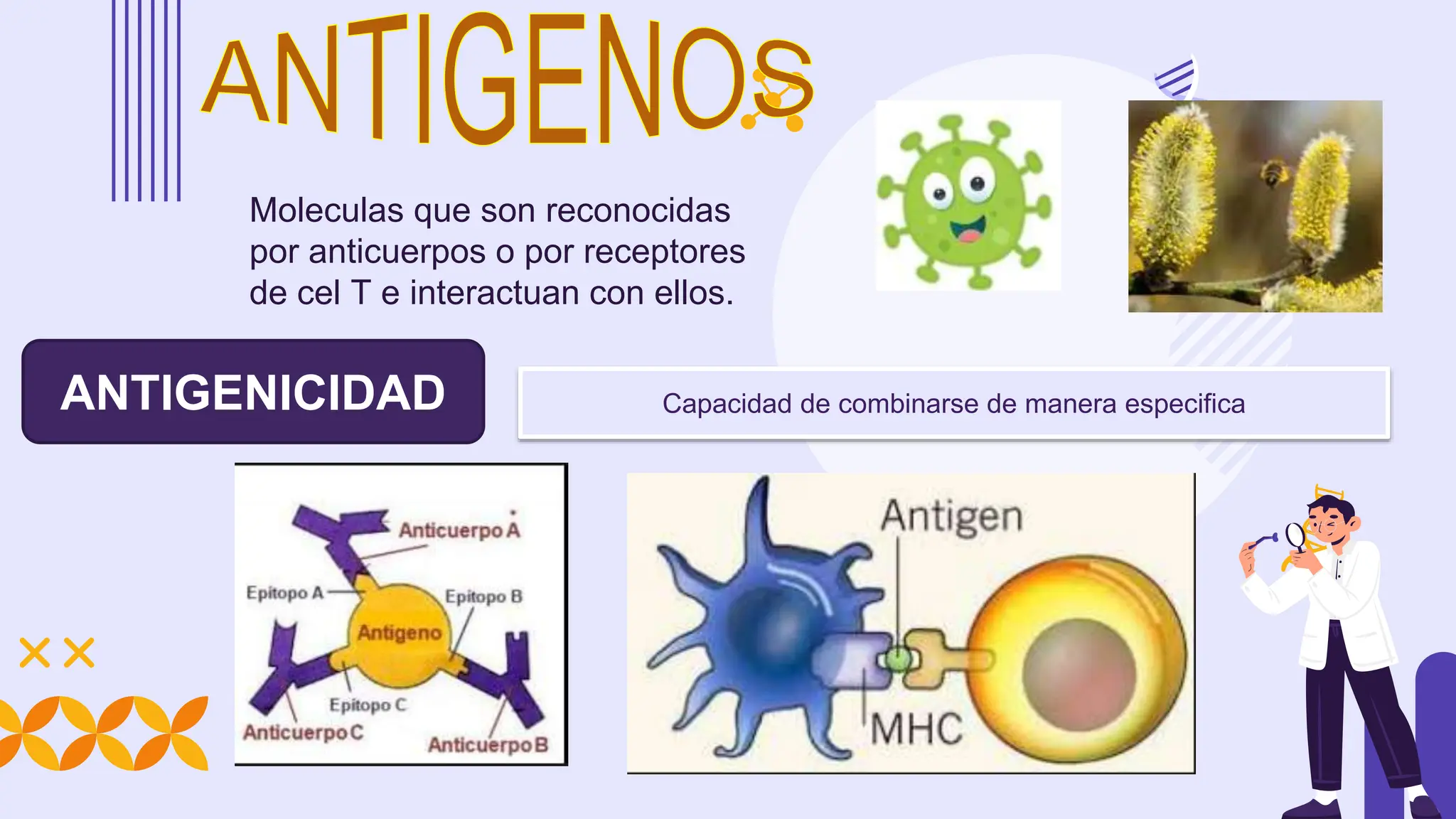 reaccion antigeno anticuerpo -inmunologia | PPT
