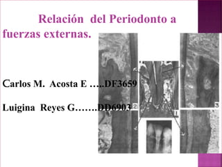 Relación del Periodonto a
fuerzas externas.


carlos M. Acosta E …..DF3659

Luigina Reyes G…….DD6903
 