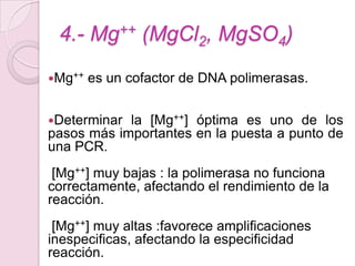 4.- Mg++ (MgCl2, MgSO4)
Mg++   es un cofactor de DNA polimerasas.


Determinar la [Mg++] óptima es uno de los
pasos más importantes en la puesta a punto de
una PCR.
 [Mg++] muy bajas : la polimerasa no funciona
correctamente, afectando el rendimiento de la
reacción.
 [Mg++] muy altas :favorece amplificaciones
inespecificas, afectando la especificidad
reacción.
 