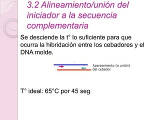 3.2 Alineamiento/unión del
  iniciador a la secuencia
  complementaria
Se desciende la t° lo suficiente para que
ocurra la hibridación entre los cebadores y el
DNA molde.




T° ideal: 65°C por 45 seg.
 