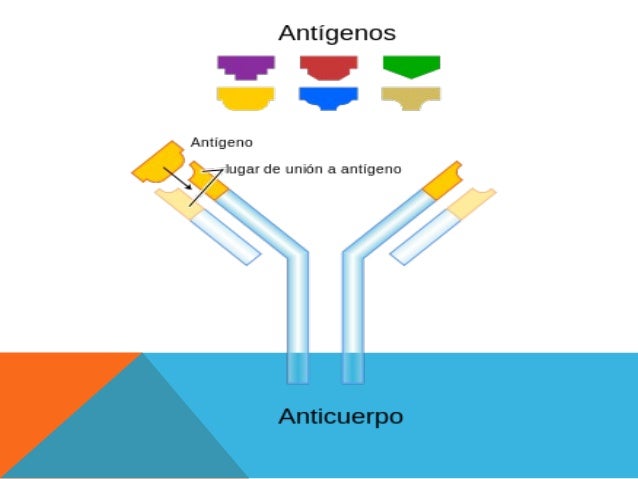 Reacciones antígeno,anticuerpo