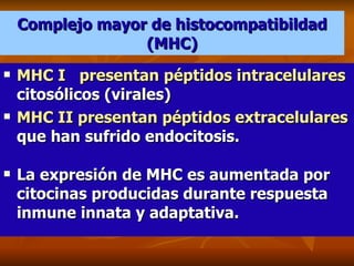 Complejo mayor de histocompatibildad (MHC) MHC I  presentan péptidos intracelulares  citosólicos (virales) MHC II presentan péptidos extracelulares  que han sufrido endocitosis. La expresión de MHC es aumentada por citocinas producidas durante respuesta inmune innata y adaptativa. 