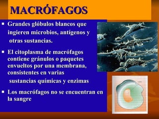 MACRÓFAGOS Grandes glóbulos blancos que  ingieren microbios, antígenos y  otras sustancias.  El citoplasma de macrófagos contiene gránulos o paquetes envueltos por una membrana, consistentes en varias  sustancias químicas y enzimas  Los macrófagos no se encuentran en la sangre   