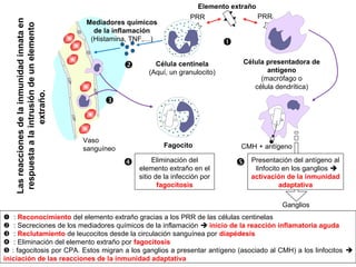 CMH + antígeno
Vaso
sanguíneo
Elemento extraño

 Célula centinela
(Aquí, un granulocito)
PRR
Célula presentadora de
antígeno
(macrófago o
célula dendrítica)
PRR
Mediadores químicos
de la inflamación
(Histamina, TNF,…)
 Eliminación del
elemento extraño en el
sitio de la infección por
fagocitosis

Fagocito
 Presentación del antígeno al
linfocito en los ganglios 
activación de la inmunidad
adaptativa
Ganglios
 : Reconocimiento del elemento extraño gracias a los PRR de las células centinelas
 : Secreciones de los mediadores químicos de la inflamación  inicio de la reacción inflamatoria aguda
 : Reclutamiento de leucocitos desde la circulación sanguínea por diapédesis
 : Eliminación del elemento extraño por fagocitosis
 : fagocitosis por CPA. Estos migran a los ganglios a presentar antígeno (asociado al CMH) a los linfocitos 
iniciación de las reacciones de la inmunidad adaptativa
Lasreaccionesdelainmunidadinnataen
respuestaalaintrusióndeunelemento
extraño.
 