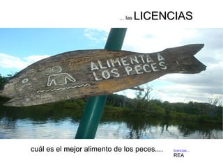 … las LICENCIASLICENCIAS
licencias...
REA
cuál es el mejormejor alimento de los peces....
 