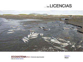 ECOSISTEMAECOSISTEMA REA + licencia equivocada
idea de Xavier Ochoa
… las LICENCIASLICENCIAS
licencias...
REA
 