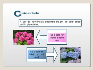 A cor da hortênsias depende do pH do solo onde estão plantadas. Se o solo for ácido a cor é rosa Se o solo for básico a cor é azul 