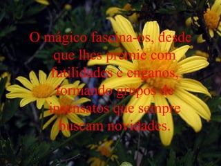 O mágico fascina-os, desde que lhes premie com futilidades e enganos, formando grupos de insensatos que sempre buscam novidades. 
