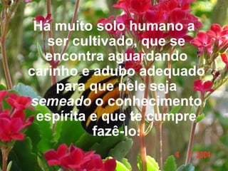 Há muito solo humano a ser cultivado, que se encontra aguardando carinho e adubo adequado para que nele seja  semeado  o conhecimento espírita e que te cumpre fazê-lo. 