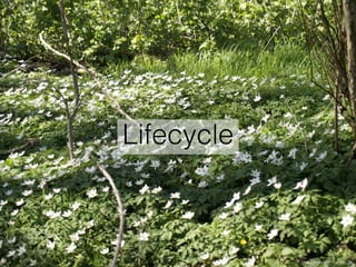 Lifecycle
uschi dreiucker / pixelio.de
 