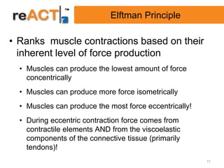 Elftman Principle

• Ranks muscle contractions based on their
  inherent level of force production
  • Muscles can produce the lowest amount of force
    concentrically
  • Muscles can produce more force isometrically
  • Muscles can produce the most force eccentrically!
  • During eccentric contraction force comes from
    contractile elements AND from the viscoelastic
    components of the connective tissue (primarily
    tendons)!
                                                        11
 
