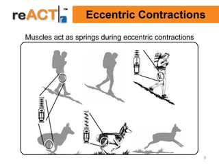 Eccentric Contractions
Muscles act as springs during eccentric contractions




                                                       8
 