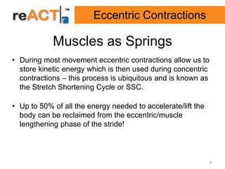 Eccentric Contractions

            Muscles as Springs
• During most movement eccentric contractions allow us to
  store kinetic energy which is then used during concentric
  contractions – this process is ubiquitous and is known as
  the Stretch Shortening Cycle or SSC.

• Up to 50% of all the energy needed to accelerate/lift the
  body can be reclaimed from the eccentric/muscle
  lengthening phase of the stride!



                                                              9
 