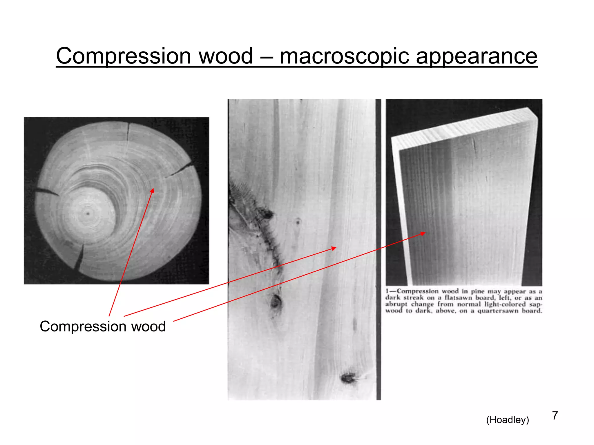 Reaction wood | PPT