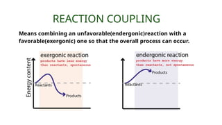 Means combining an unfavorable(endergonic)reaction with a
favorable(exergonic) one so that the overall process can occur.
REACTION COUPLING
 
