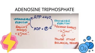 ADENOSINE TRIPHOSPHATE
 