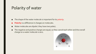 Polarity of water
■ The shape of the water molecule is important for its polarity.
■ Polarity is a difference in charges on molecules.
■ Water molecules are dipole ( they have two poles).
■ The negative and positive charges are equal, so they cancel each other and the overall
charge on a water molecule is zero.
 