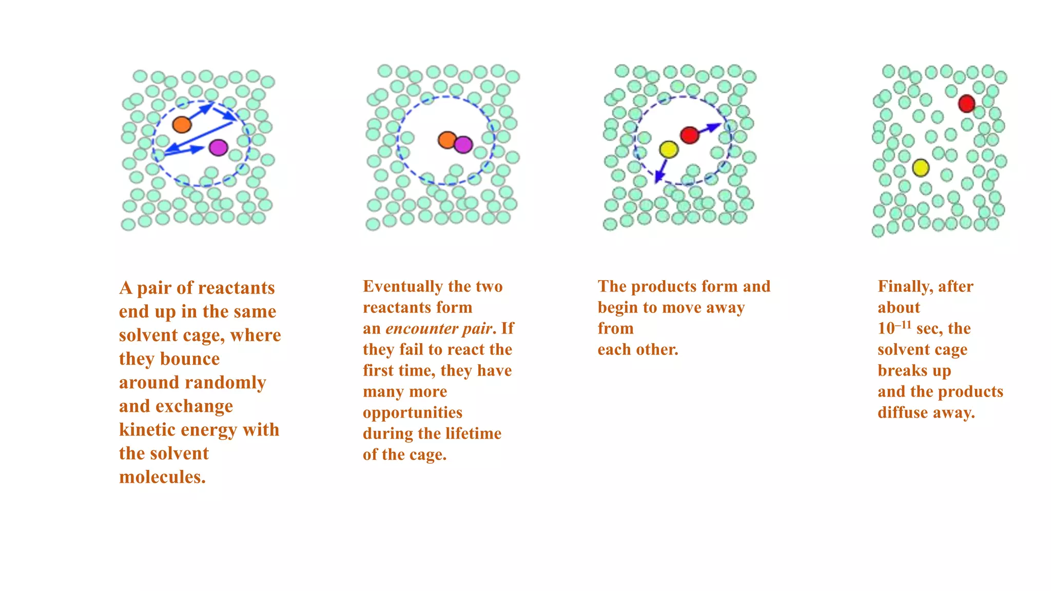 A pair of reactants
end up in the same
solvent cage, where
they bounce
around randomly
and exchange
kinetic energy with
the solvent
molecules.
Eventually the two
reactants form
an encounter pair. If
they fail to react the
first time, they have
many more
opportunities
during the lifetime
of the cage.
The products form and
begin to move away
from
each other.
Finally, after
about
10–11 sec, the
solvent cage
breaks up
and the products
diffuse away.
 