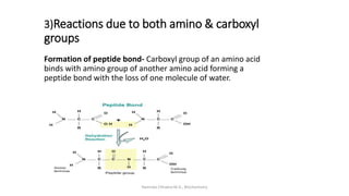 Amino And Carboxyl Group