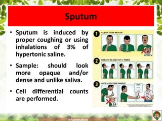 Sputum
• Sputum is induced by
proper coughing or using
inhalations of 3% of
hypertonic saline.
• Sample: should look
more opaque and/or
dense and unlike saliva.
• Cell differential counts
are performed.
Inflammation
 