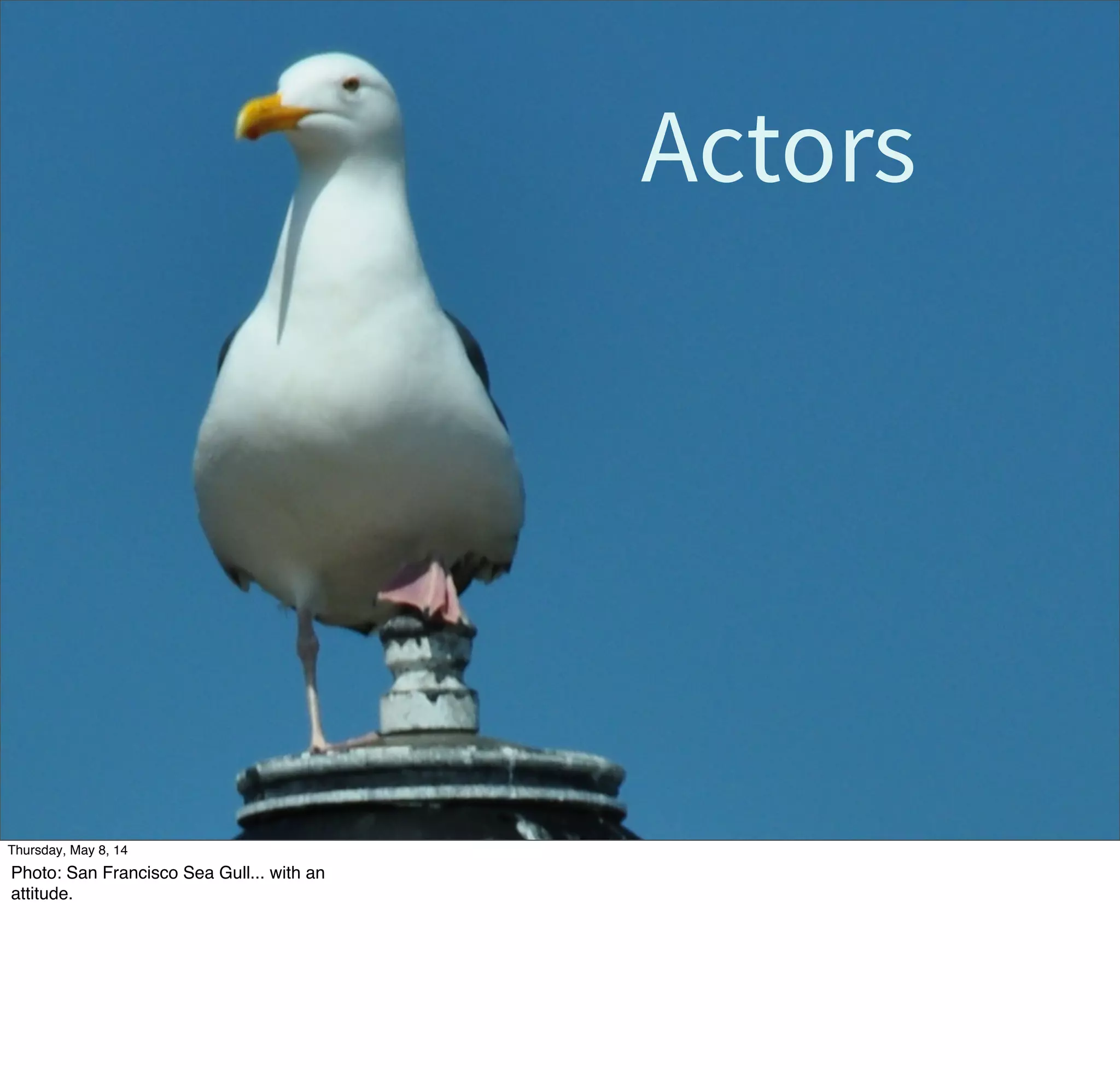 Actors
Tuesday, May 13, 14
Photo: San Francisco Sea Gull... with an
attitude.
 