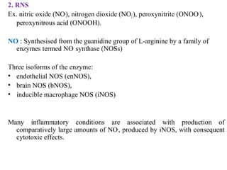 2. RNS
Ex. nitric oxide (NO.
), nitrogen dioxide (NO2
.
), peroxynitrite (ONOO-
),
peroxynitrous acid (ONOOH).
NO.
: Synthesised from the guanidine group of L-arginine by a family of
enzymes termed NO.
synthase (NOSs)
Three isoforms of the enzyme:
• endothelial NOS (enNOS),
• brain NOS (bNOS),
• inducible macrophage NOS (iNOS)
Many inflammatory conditions are associated with production of
comparatively large amounts of NO.
, produced by iNOS, with consequent
cytotoxic effects.
 