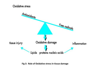 Fig 3: Role of Oxidative stress in tissue damage
 