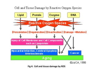 Fig 4: Cell and tissue damage by ROS
 