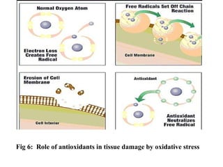 Fig 6: Role of antioxidants in tissue damage by oxidative stress
 