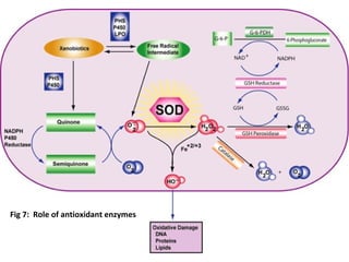Fig 7: Role of antioxidant enzymes
 