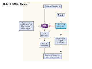 Role of ROS in Cancer
 