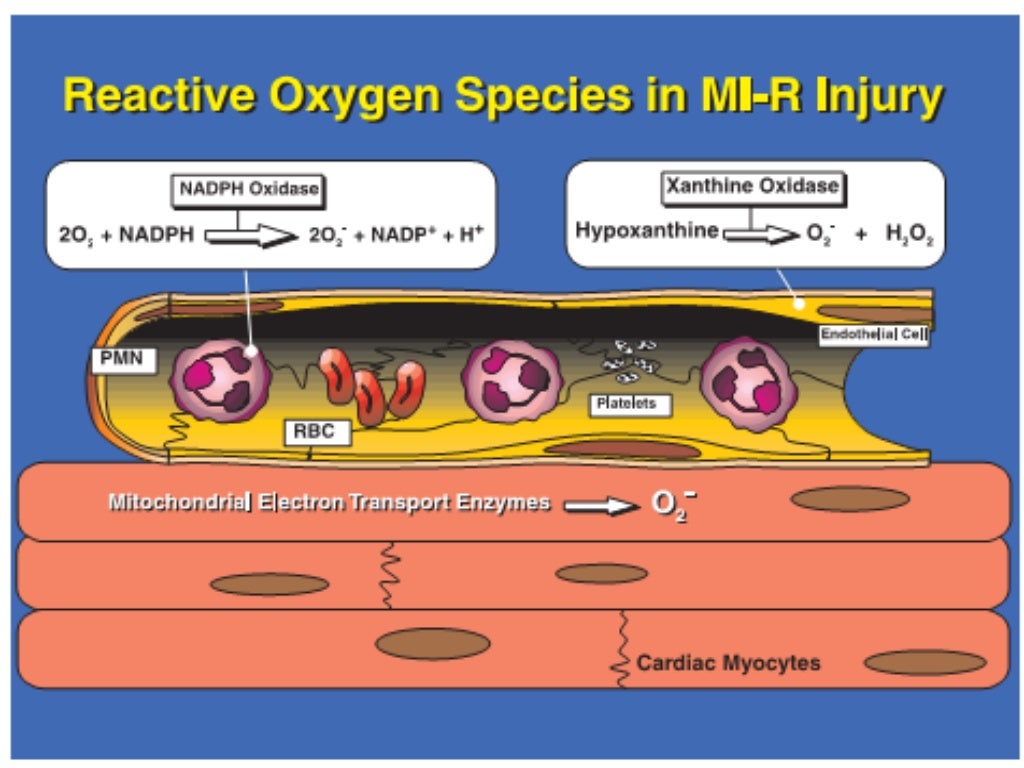 Reactive oxygen species