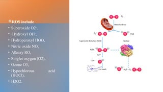 REACTIVE OXYGEN SPECIES and ANTI OXIDANTS | PPTX
