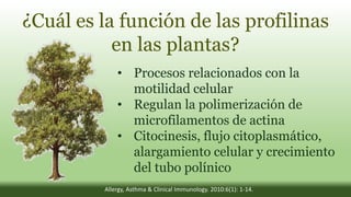 ¿Cuál es la función de las profilinas
en las plantas?
• Procesos relacionados con la
motilidad celular
• Regulan la polimerización de
microfilamentos de actina
• Citocinesis, flujo citoplasmático,
alargamiento celular y crecimiento
del tubo polínico
Allergy, Asthma & Clinical Immunology. 2010:6(1): 1-14.
 
