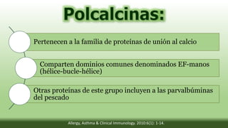Pertenecen a la familia de proteínas de unión al calcio
Comparten dominios comunes denominados EF-manos
(hélice-bucle-hélice)
Otras proteínas de este grupo incluyen a las parvalbúminas
del pescado
Allergy, Asthma & Clinical Immunology. 2010:6(1): 1-14.
 