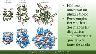 • Hélices que
muestran un
pliegue típico
• Por ejemplo:
Bet v 4 tiene
dos manos EF
dispuestos
simétricamente
que lleva 2
iones de calcio
Allergy, Asthma & Clinical Immunology. 2010:6(1): 1-14.
 