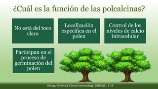 ¿Cuál es la función de las polcalcinas?
No está del toco
clara
Localización
específica en el
polen
Control de los
niveles de calcio
intracelular
Participan en el
proceso de
germinación del
polen
Allergy, Asthma & Clinical Immunology. 2010:6(1): 1-14.
 