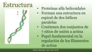 Estructura
:
• Proteínas alfa helicoidales
• Forman una estructura en
espiral de dos hélices
paralelas
• Contienen dos conjuntos de
7 sitios de unión a actina
• Papel fundamental en la
regulación de los filamentos
de actina
World J Methodol. 2015; 5(2): 31-50.
 