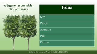 Ficus
Kiwi
Papaya
Aguacate
Piña
Plátano
Alérgeno responsable:
Tiol proteasas
J Allergy Clin Immunol Pract. 2018; 6(6): 1813-1824.
 