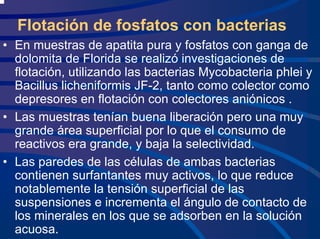 Flotación de fosfatos con bacterias
• En muestras de apatita pura y fosfatos con ganga de
dolomita de Florida se realizó investigaciones de
flotación, utilizando las bacterias Mycobacteria phlei y
Bacillus licheniformis JF-2, tanto como colector como
depresores en flotación con colectores aniónicos .
• Las muestras tenían buena liberación pero una muy
grande área superficial por lo que el consumo de
reactivos era grande, y baja la selectividad.
• Las paredes de las células de ambas bacterias
contienen surfantantes muy activos, lo que reduce
notablemente la tensión superficial de las
suspensiones e incrementa el ángulo de contacto de
los minerales en los que se adsorben en la solución
acuosa.
 