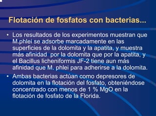 Flotación de fosfatos con bacterias...
• Los resultados de los experimentos muestran que
M.phlei se adsorbe marcadamente en las
superficies de la dolomita y la apatita, y muestra
más afinidad por la dolomita que por la apatita, y
el Bacillus licheniformis JF-2 tiene aun más
afinidad que M. phlei para adherirse a la dolomita.
• Ambas bacterias actúan como depresores de
dolomita en la flotación del fosfato, obteniéndose
concentrado con menos de 1 % MgO en la
flotación de fosfato de la Florida.
 