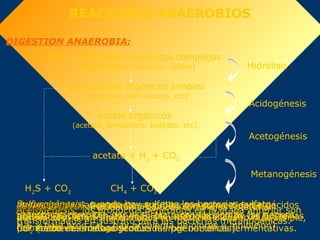 Reactores anaerobicos | PPT