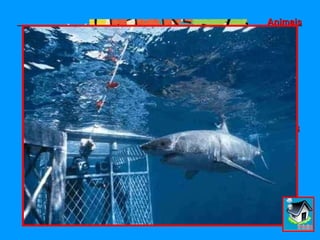 · Insónia (dificuldade de dormir); · Estriasse · Depressão · Perda de audição · Agressividade · Perda de atenção e concentração · Perda de memória · Dores de Cabeça · Aumento da pressão arterial · Cansaço · Gastrite e úlcera · Queda de rendimento escolar e no trabalho · Surdez (em casos de exposição à níveis altíssimos de ruído) Animais Segundo os zoólogos, as maiores dificuldades de adaptação dos animais ao cativeiro, decorrem principalmente do barulho artificial das grandes cidades. Por outro lado, comprova-se que nos locais de muito ruído é mais acentuada a presença de ratos e baratas, agentes potenciais de transmissão de doenças. As vibrações sonoras produzidas por motores de avião provocam a mudança de postura das aves e diminuição de sua produtividade.  Plantas Pesquisadores dos EUA, estudando os efeitos do ruído sobre as plantas, fizeram uma experiência com as do género Coleus, possuidoras de grandes folhas coloridas e flores azuis. Doze dessas plantas, submetidas continuamente ao ruído de 100 dB, após seis dias apresentaram a redução de 47% em seu crescimento por causa, segundo os cientistas, da estridência persistente, que as fez perder grande quantidade de água através das folhas. 