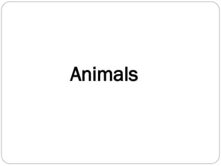 Animals 