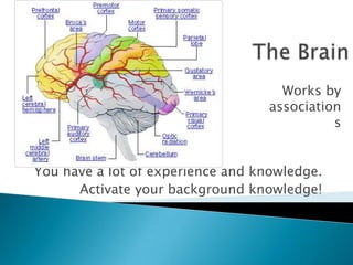 The BrainWorks by associationsYou have a lot of experience and knowledge.Activate your background knowledge!
