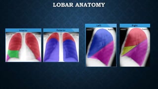LOBAR ANATOMY
 