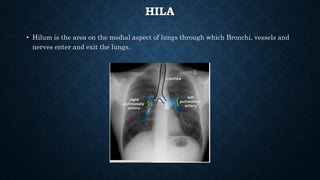 HILA
• Hilum is the area on the medial aspect of lungs through which Bronchi, vessels and
nerves enter and exit the lungs.
 